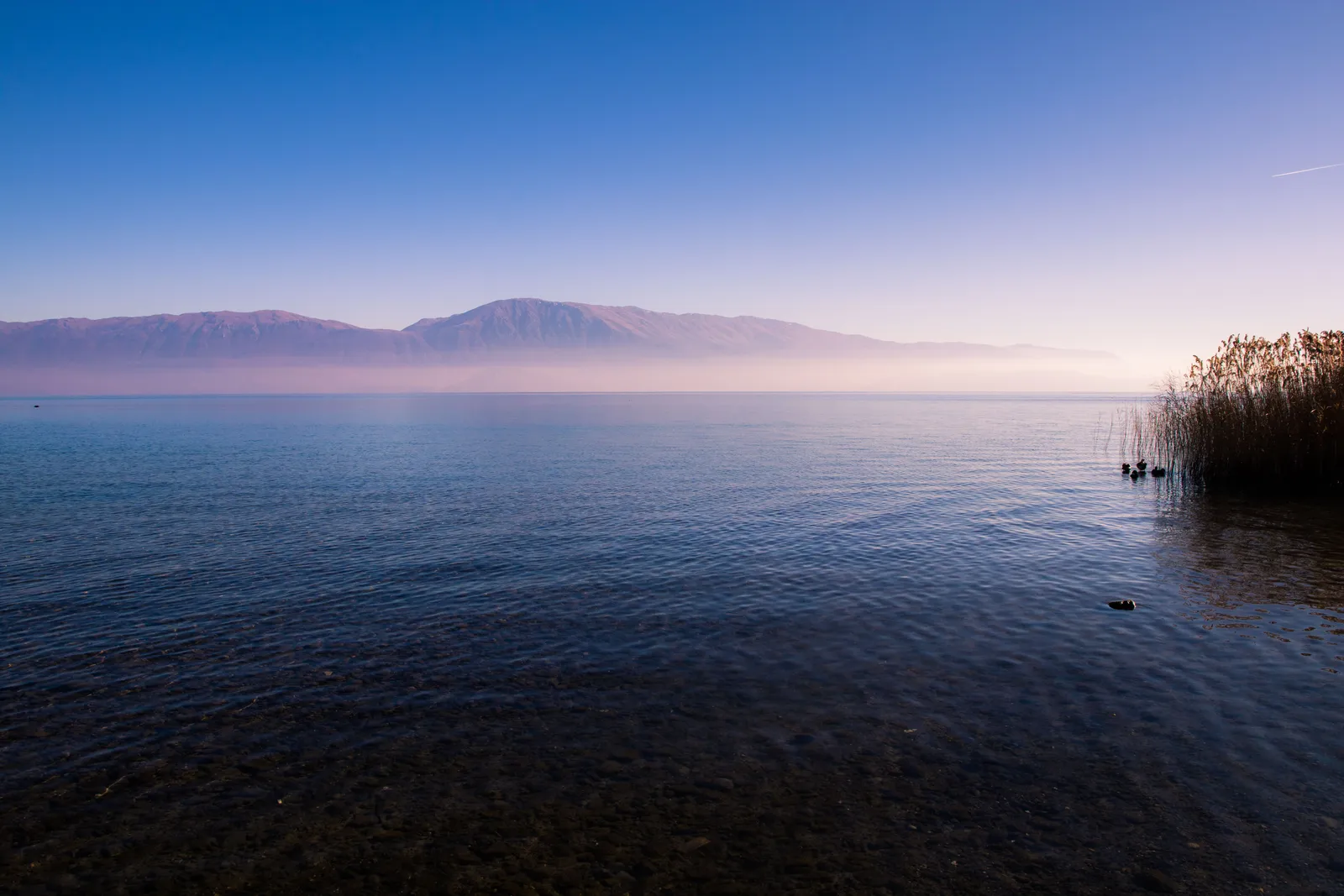 Lake Shkoder at dawn with reeds in the foreground and mountains behind