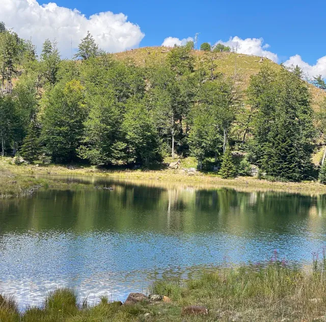 A calm mountain lake surrounded by dense pine forest in daylight