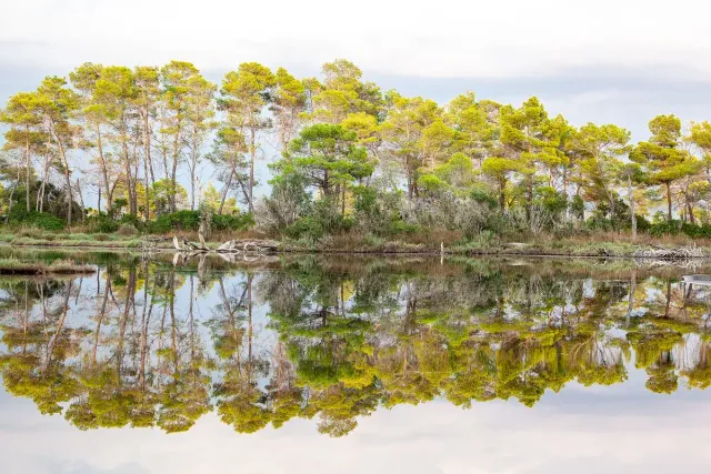 The still water of a lagoon reflecting a cluster of pine trees on a small island