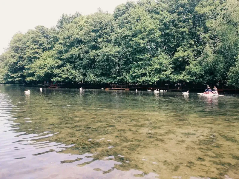 White swans on shallow water in front of a dense grove, with a pedal boat carrying visitors