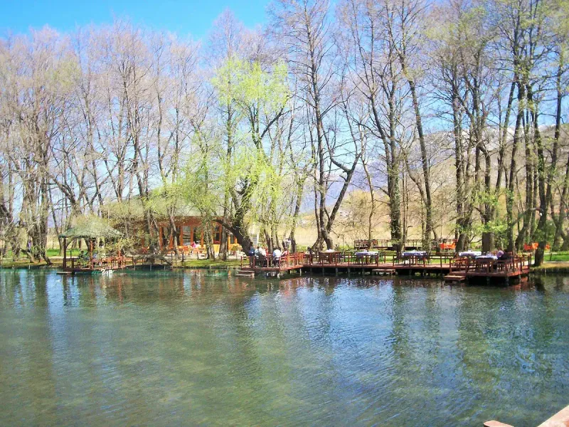 Clear springs among trees in a park