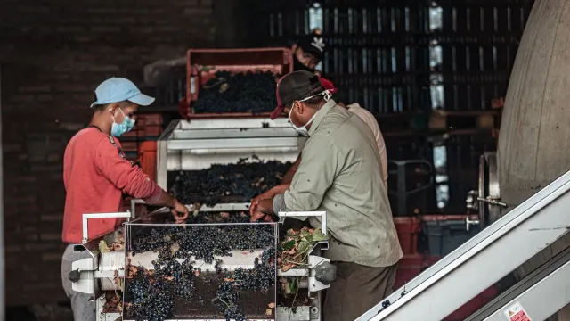 Two workers sorting dark grape clusters on a stainless steel conveyor