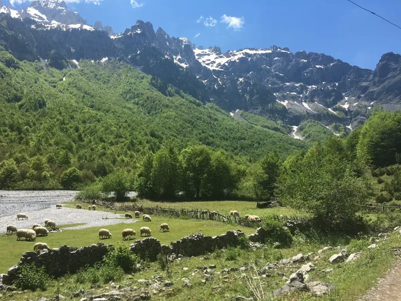 A green valley with a grazing flock and a stony riverbed below a jagged snow capped ridge