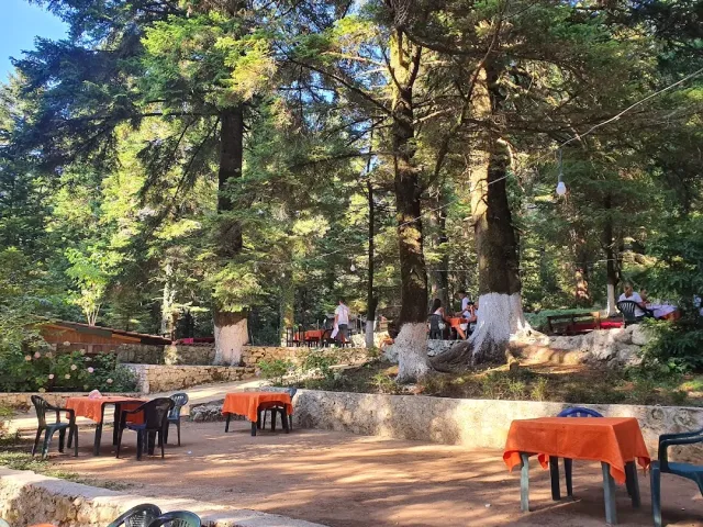 Tables with orange cloths and plastic chairs among tall pine trees