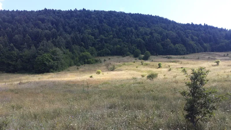 A forest clearing and wooded slopes